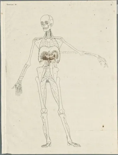 Primae delineationes Tabularum viscerum abdominis: intestines