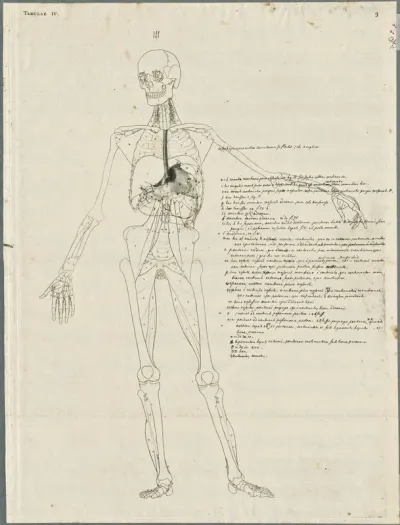 Primae delineationes Tabularum viscerum abdominis: liver, stomach and esophagus