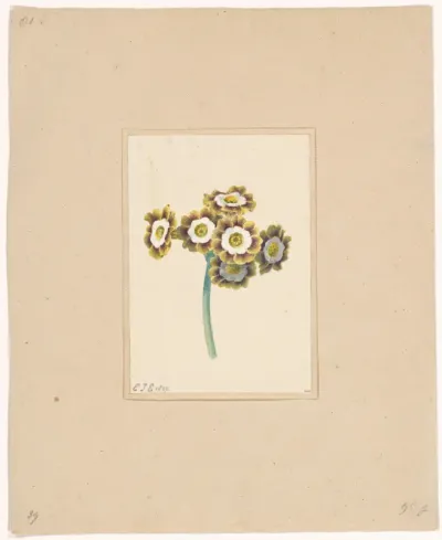Primula auricula