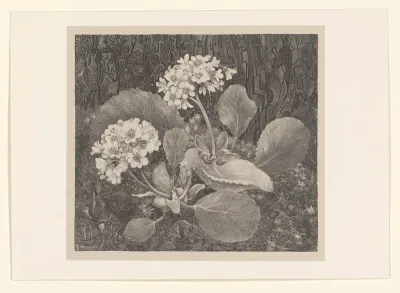 Primula in het mos