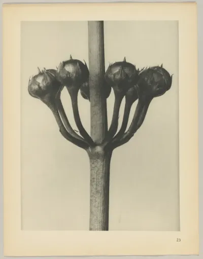 Primula japonica