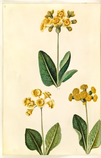 Primula ×polyantha (?); Primula veris (?)