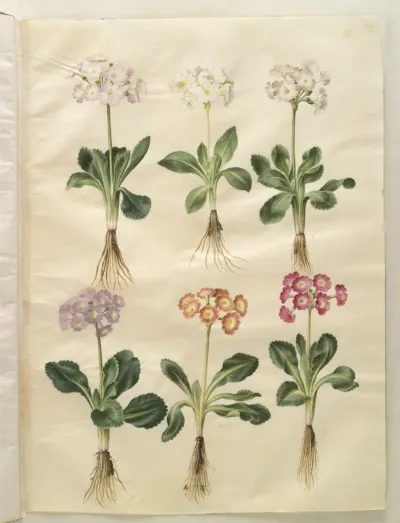 Primula ×pubescens (have-aurikel)