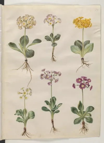 Primula ×pubescens Wulfen (have-aurikel)