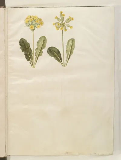 Primula veris (hybrid af hulkravet kodriver); Primula veris (hulkravet kodriver)