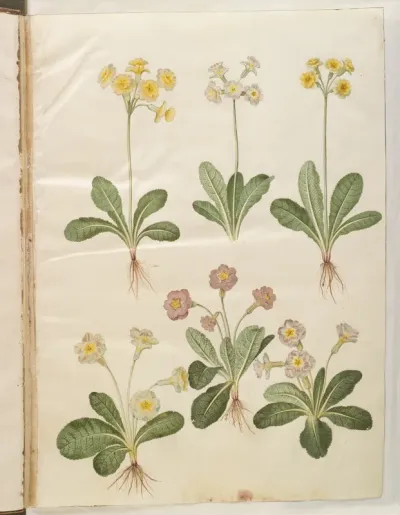 Primula veris (hybrid af hulkravet kodriver); Primula vulgaris (hybrid af storblomstret kodriver)