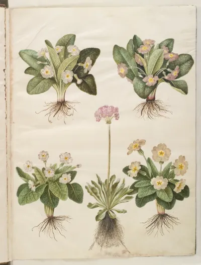 Primula vulgaris (hybrid af storblomstret kodriver); Primula farinosa (melet kodriver)