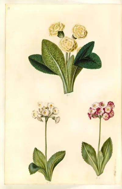 Primula vulgaris (storblomstret kodriver); Primula ×pubescens (have-aurikel)