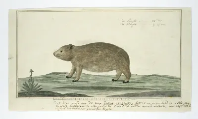 Procavia capensis (Kaapse klipdas of dassie)