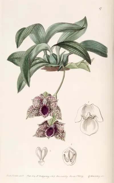 Promenaea stapelioides