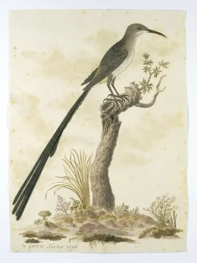 Promerops cafer (Cape sugarbird)