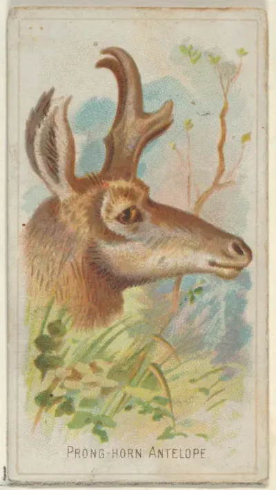 Prong-Horn Antelope, from the Wild Animals of the World series (N25) for Allen & Ginter Cigarettes