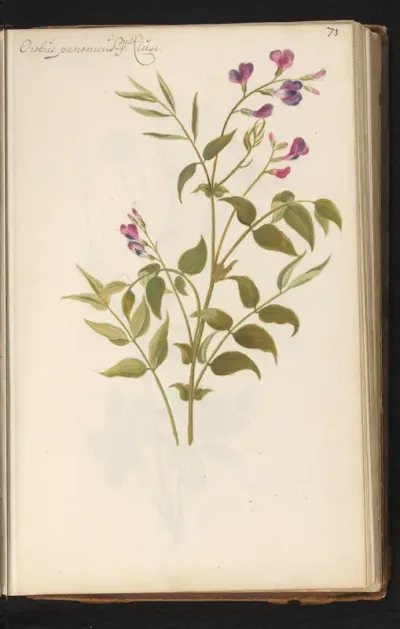Pronkerwt (Lathyrus vernus)