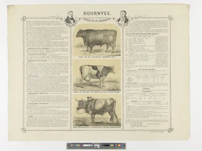 Properties of horned cattle