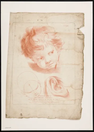Proportions of a child's head and an ear