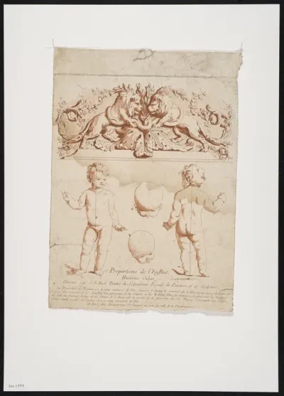 Proportions of the child