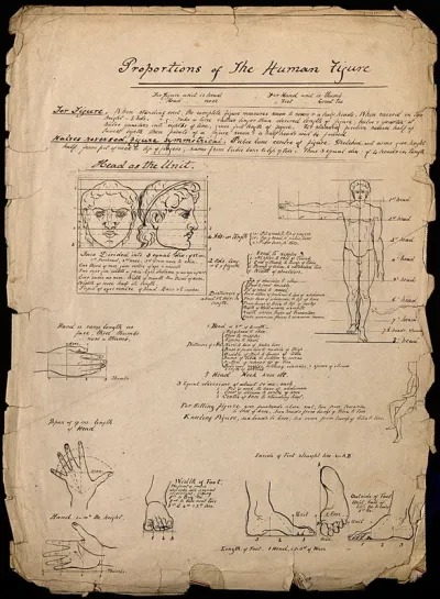 Proportions of the human body: annotated illustrations of the human face, body, hands and feet, with proportions marked