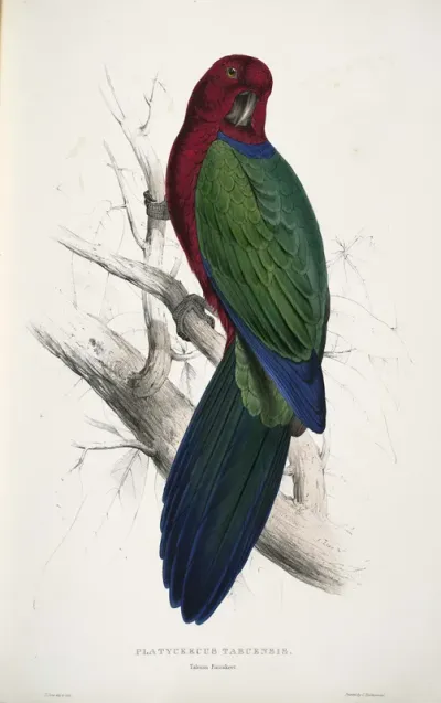 Prosopeia Tabuensis