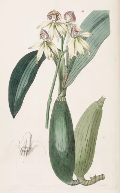 Prosthechea cochleata
