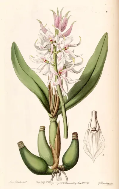 Prosthechea glumacea