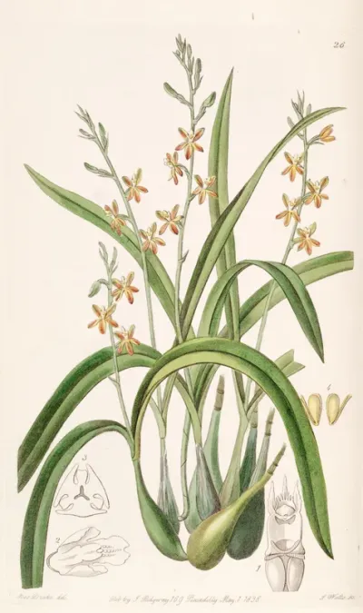 Prosthechea ochracea
