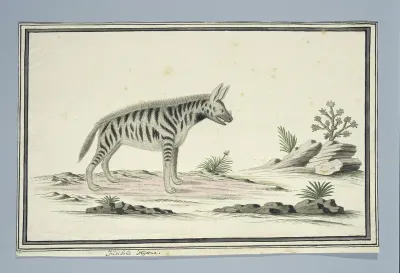Proteles cristatus (waarschijnlijk) (Aardwolf)