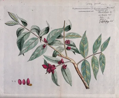Protium serratum: fruiting branch, sections of fruit and conspicuous insect