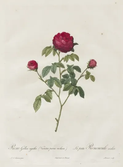Provence or French Rose