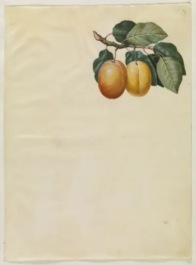 Prunus domestica (blomme)