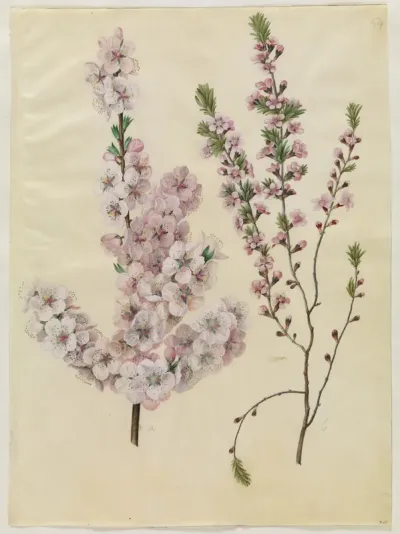 Prunus dulcis (mandel); Prunus tenella (dværg-mandel)