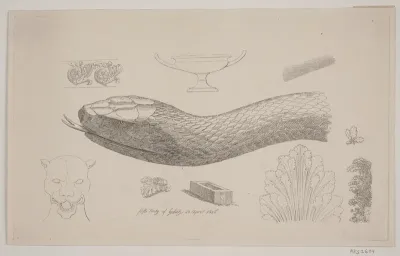 Prøveblad med slangehoved
