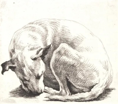Prøveplade: En hund