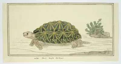 Psammobates tentorius (Knobbellandschildpad)