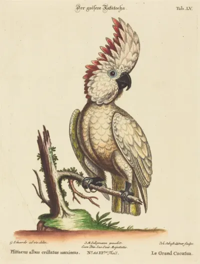 Psittacus albus cristatus maximus