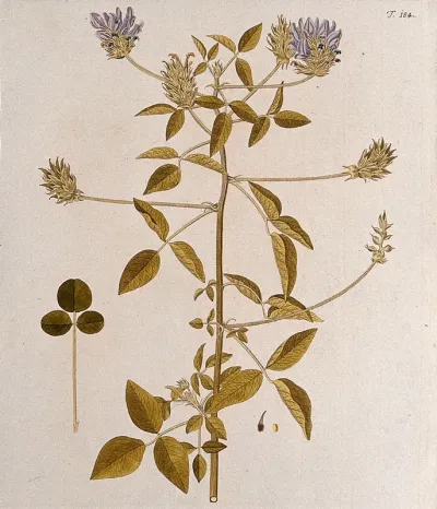 Psorsalea palaestina: flowering and fruiting stem with separate leaf, fruit and seed