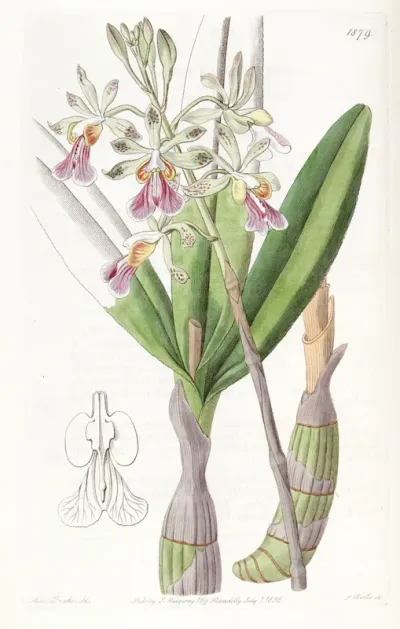 Psychilis bifida