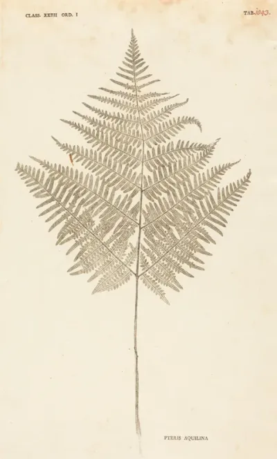 Pteris Aquilina