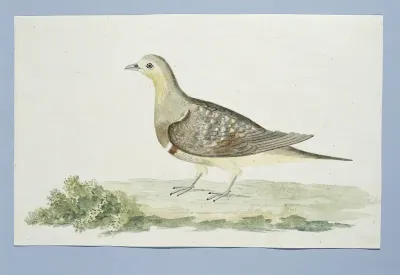 Pterocles namaqua (Namaqua sandgrouse)