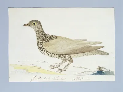 Pteroclurus bicinctus (Double-banded sandgrouse)