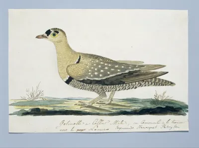 Pteroclurus bicinctus (Dubbelbandzandhoen)
