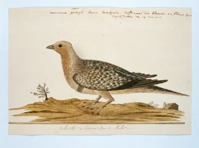 Pteroclurus namaqua (Namaqua sandgrouse)