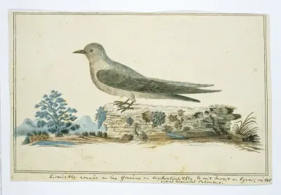 Ptynoprogne fuligula (Rock martin)