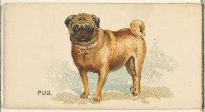 Pug, from the Dogs of the World series for Old Judge Cigarettes