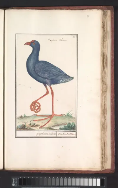 Purperkoet (Porphyrio porphyrio)
