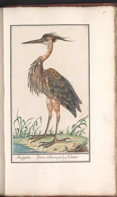Purperreiger (Ardea purpurea)