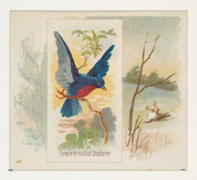 Purple-breasted Chatterer, from the Song Birds of the World series (N42) for Allen & Ginter Cigarettes