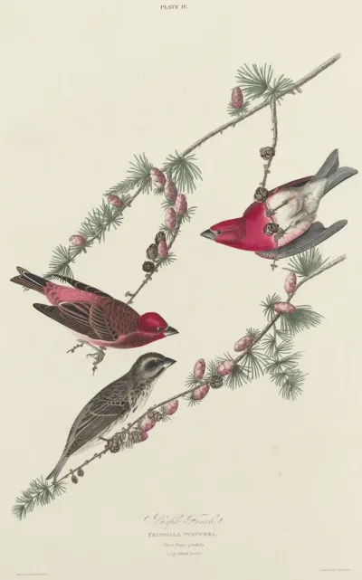 Purple Finch