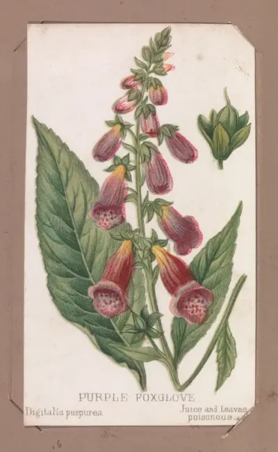 Purple Foxglove from the Plants series