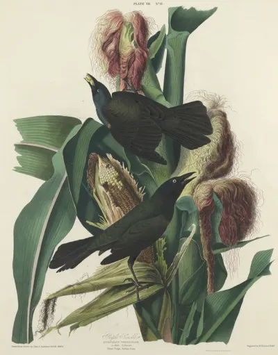 Purple Grackle