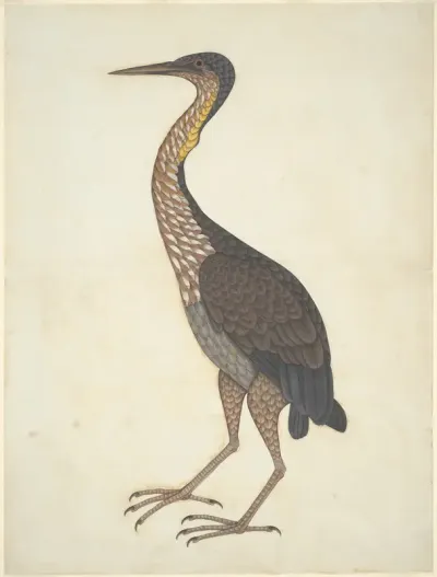 Purple Heron (Ardea purpurea)